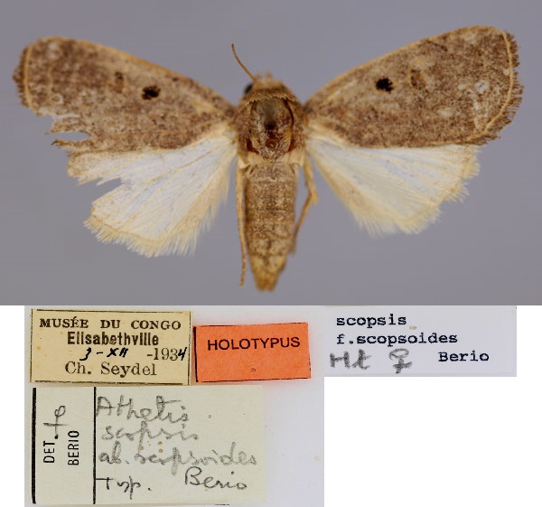 /filer/webapps/moths/media/images/S/scopsoides_Athetis_HT_RMCA_01.jpg