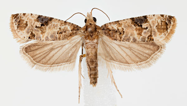 /filer/webapps/moths/media/images/S/scorpiodes_Lobesia_AM_NHMO.jpg