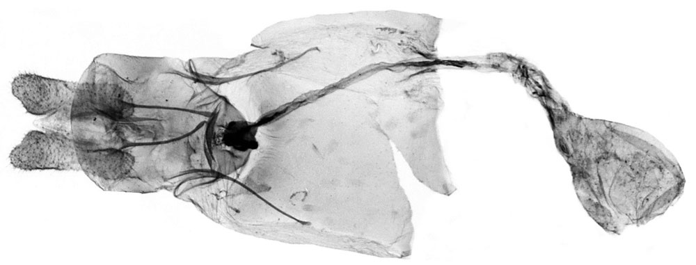 /filer/webapps/moths/media/images/S/scorta_Procrica_GFHT_RMCA_490.jpg