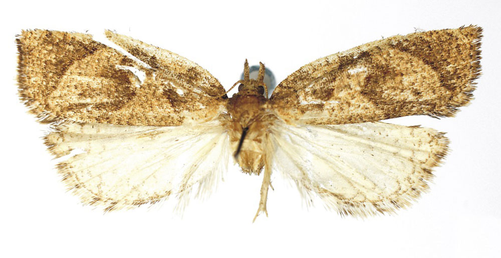 /filer/webapps/moths/media/images/S/scorta_Procrica_HT_RMCA.jpg