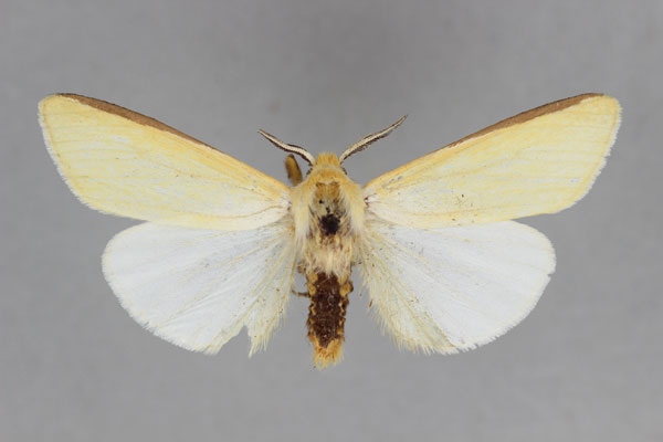 /filer/webapps/moths/media/images/S/scortillum_Logunovium_A_BMNH.jpg