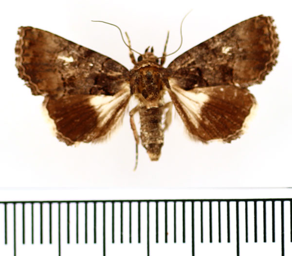 /filer/webapps/moths/media/images/S/scotaea_Aedia_AM_BMNH.jpg