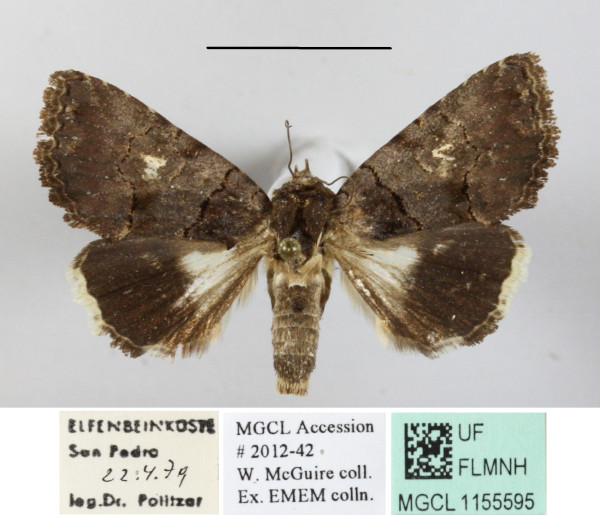/filer/webapps/moths/media/images/S/scotaea_Aedia_A_MGCLa_01.JPG