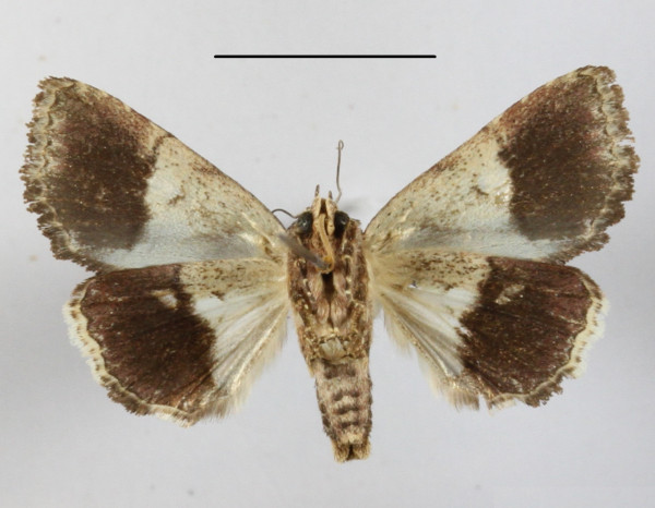 /filer/webapps/moths/media/images/S/scotaea_Aedia_A_MGCLb_01.JPG