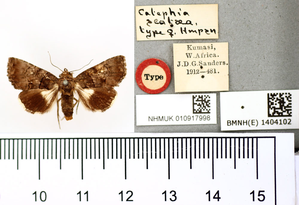 /filer/webapps/moths/media/images/S/scotaea_Catephia_HT_BMNH.jpg