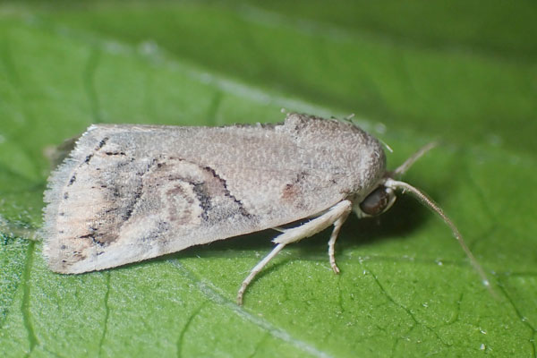 /filer/webapps/moths/media/images/S/scotina_Bryophilopsis_A_Beidts.jpg