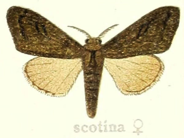 /filer/webapps/moths/media/images/S/scotina_Dasychira_STF_Hering_24e.jpg