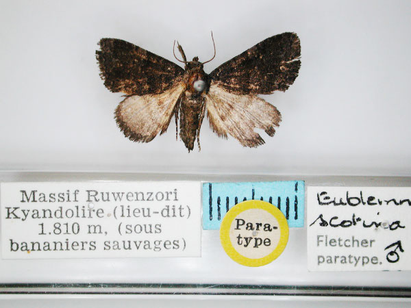 /filer/webapps/moths/media/images/S/scotina_Eublemma_PT_RMCA_01.jpg