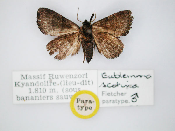 /filer/webapps/moths/media/images/S/scotina_Eublemma_PT_RMCA_02.jpg