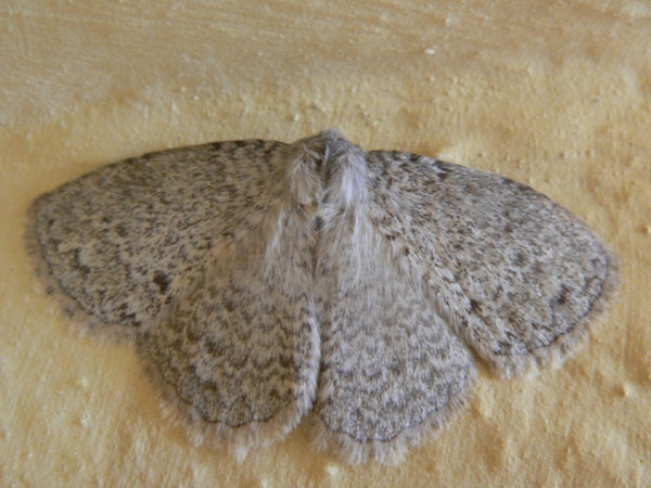 /filer/webapps/moths/media/images/S/scotina_Lichenopteryx_A_Wijtten.jpg