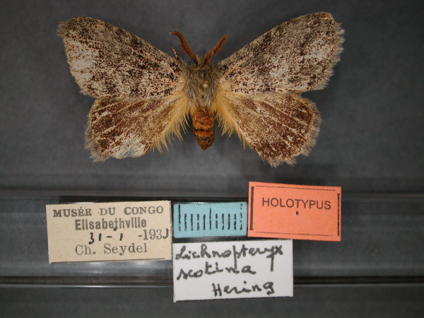 /filer/webapps/moths/media/images/S/scotina_Lichenopteryx_HT_RMCA_01.jpg