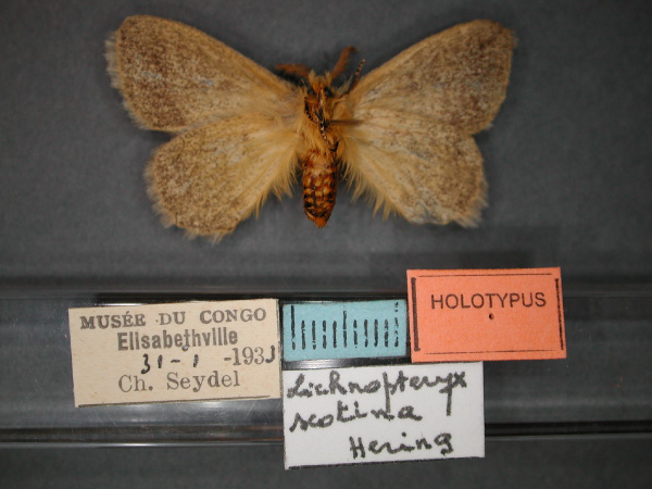 /filer/webapps/moths/media/images/S/scotina_Lichenopteryx_HT_RMCA_02.jpg
