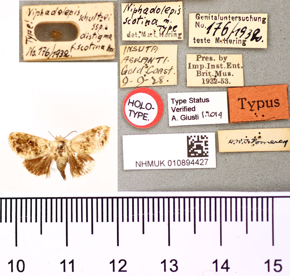/filer/webapps/moths/media/images/S/scotina_Niphadolepis_HT_BMNH.jpg