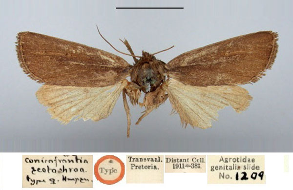 /filer/webapps/moths/media/images/S/scotochroa_Conicofrontia_HT_BMNH.jpg