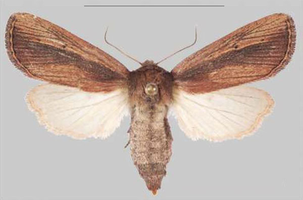 /filer/webapps/moths/media/images/S/scotochroa_Sciomesa_AF_MNHNa.jpg