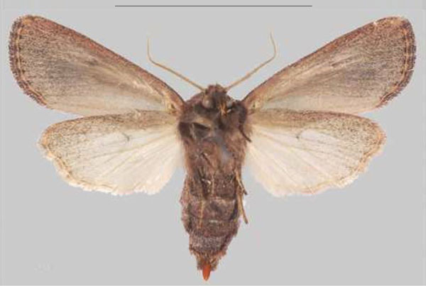 /filer/webapps/moths/media/images/S/scotochroa_Sciomesa_AF_MNHNb.jpg