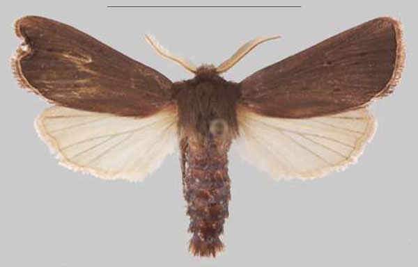 /filer/webapps/moths/media/images/S/scotochroa_Sciomesa_AM_MNHNa.jpg