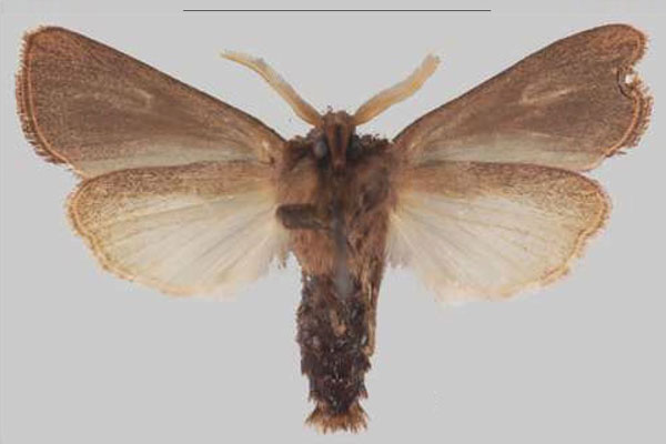 /filer/webapps/moths/media/images/S/scotochroa_Sciomesa_AM_MNHNb.jpg