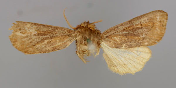 /filer/webapps/moths/media/images/S/scotochroa_Sciomesa_A_RMCA_01.jpg