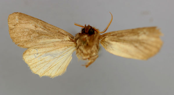 /filer/webapps/moths/media/images/S/scotochroa_Sciomesa_A_RMCA_02.jpg
