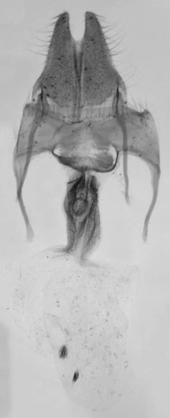 /filer/webapps/moths/media/images/S/scotochroa_Sciomesa_GF_MNHN_25.jpg