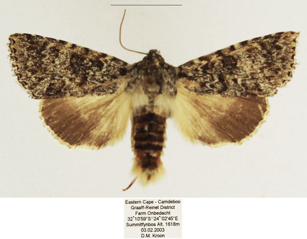 /filer/webapps/moths/media/images/S/scotomista_Hypotype_AM_TMSA_01.jpg