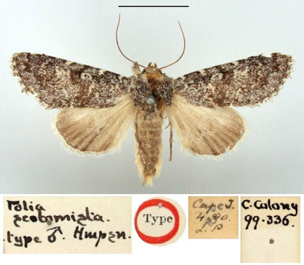 /filer/webapps/moths/media/images/S/scotomista_Polia_HT_BMNH.jpg