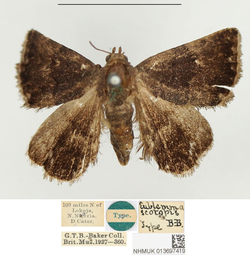 /filer/webapps/moths/media/images/S/scotopis_Eublemma_HT_BMNH.jpg