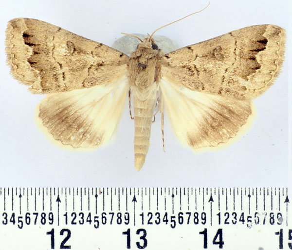 /filer/webapps/moths/media/images/S/scotorrhiza_Clytie_AM_BMNH.jpg