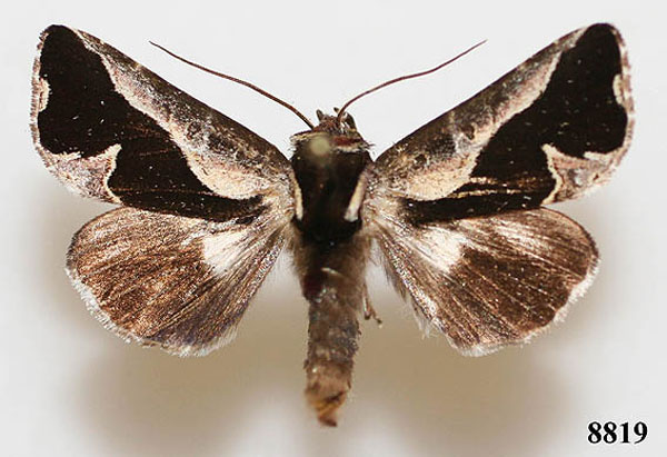 /filer/webapps/moths/media/images/S/scotosa_Plusiophaes_AM_Vingerhoedt_JAmFYto.jpg