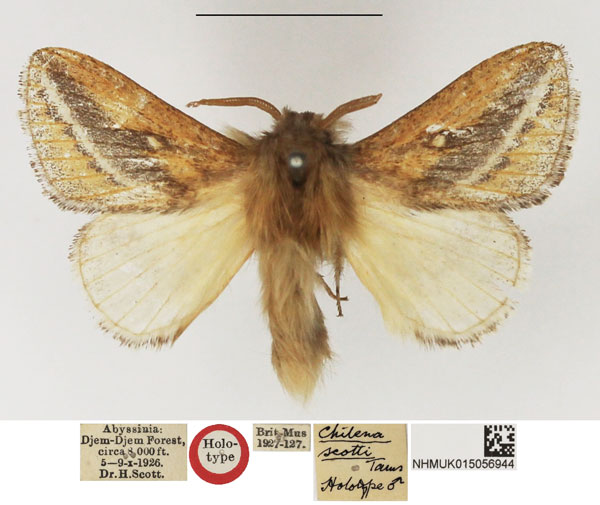 /filer/webapps/moths/media/images/S/scotti_Chilena_HT_NHMUK.jpg