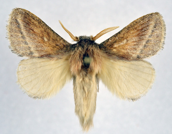/filer/webapps/moths/media/images/S/scotti_Sena_AM_NHMO_02.jpg