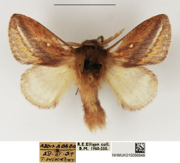 /filer/webapps/moths/media/images/S/scotti_Sena_AM_NHMUK.jpg