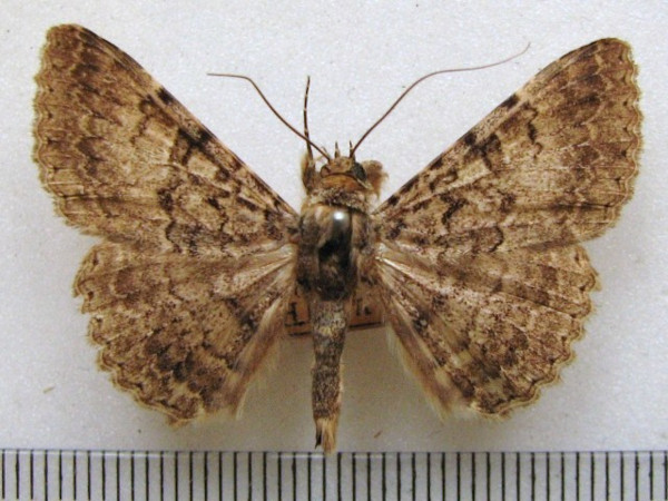 /filer/webapps/moths/media/images/S/scriptilis_Polydesma_A_MMUM_01.jpg