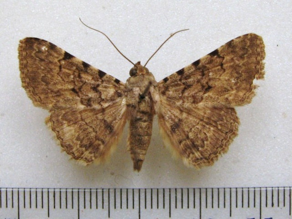 /filer/webapps/moths/media/images/S/scriptilis_Polydesma_A_MMUM_02.jpg