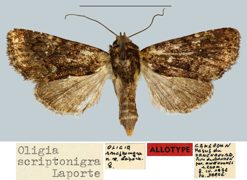 /filer/webapps/moths/media/images/S/scriptonigra_Oligia_AT_MNHN.jpg