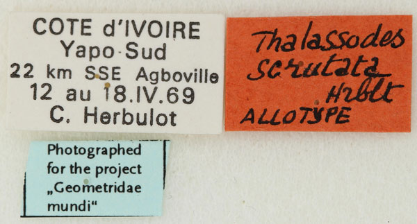 /filer/webapps/moths/media/images/S/scrutata_Thalassodes_ATLBL_ZSM.jpg