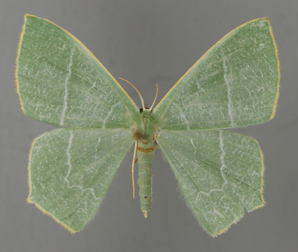 /filer/webapps/moths/media/images/S/scrutata_Thalassodes_AT_ZSM_01.jpg