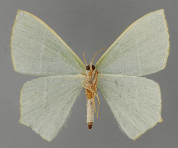 /filer/webapps/moths/media/images/S/scrutata_Thalassodes_AT_ZSM_02.jpg