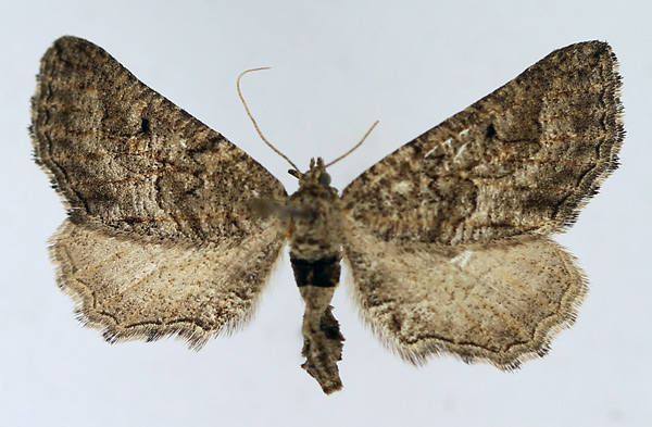 /filer/webapps/moths/media/images/S/sculpta_Hebdomophruda_AF_TMSA.jpg