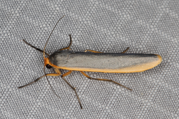 /filer/webapps/moths/media/images/S/scutellata_Sozusa_A_Heyns_01.JPG