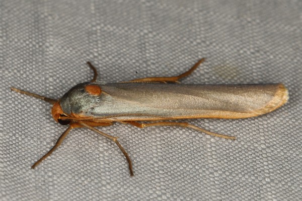 /filer/webapps/moths/media/images/S/scutellata_Sozusa_A_Heyns_02.JPG