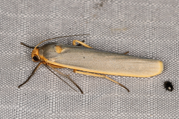 /filer/webapps/moths/media/images/S/scutellata_Sozusa_A_Heyns_03.JPG