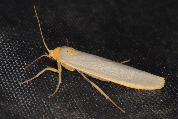 /filer/webapps/moths/media/images/S/scutellata_Sozusa_A_Heyns_04.JPG