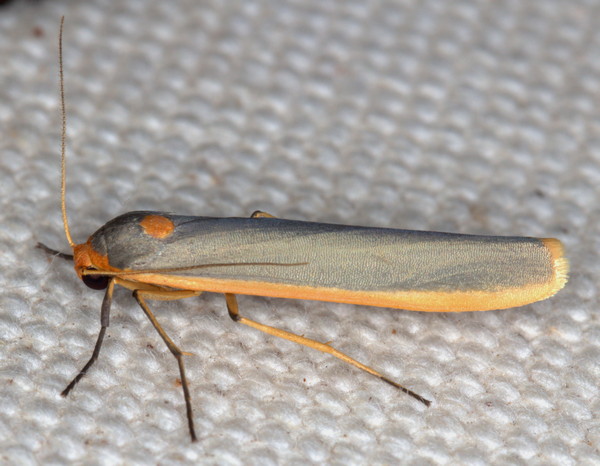 /filer/webapps/moths/media/images/S/scutellata_Sozusa_A_Heyns_05.jpg