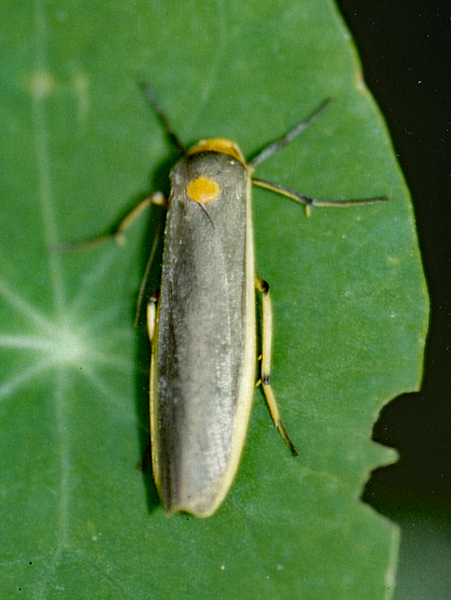 /filer/webapps/moths/media/images/S/scutellata_Sozusa_A_Roland_01.jpg