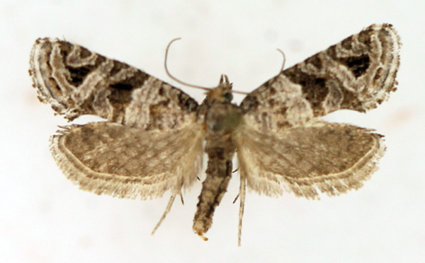 /filer/webapps/moths/media/images/S/scutifera_Pseudurgis_AF_TMSA.jpg
