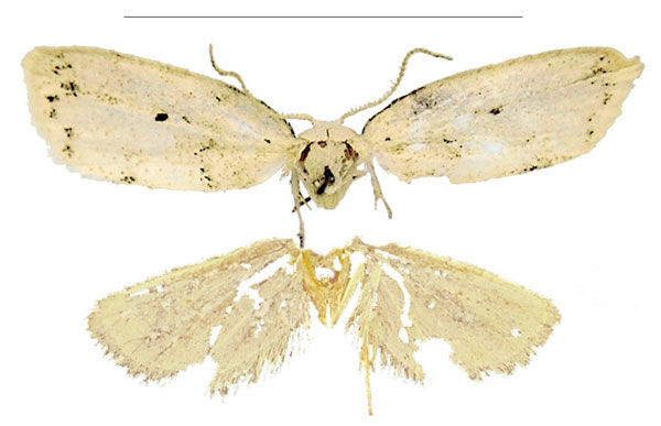 /filer/webapps/moths/media/images/S/scutulata_Spatulosia_HT_MSNS.jpg