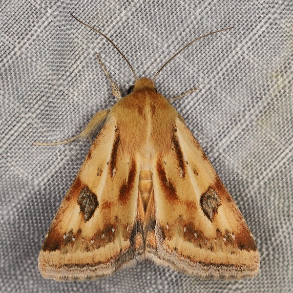 /filer/webapps/moths/media/images/S/scutuligera_Heliothis_A_Heyns_01.JPG