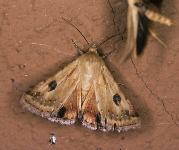 /filer/webapps/moths/media/images/S/scutuligera_Heliothis_A_Roland_01.jpg